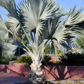 בסמרקיה אצילה - עצי נוי | הדר נוי משתלות