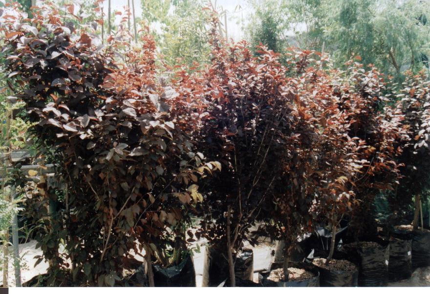 עץ שזיף- עצי פרי | הדר נוי משתלות