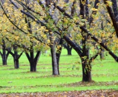 עץ פקאן- עצי פרי | הדר נוי משתלות