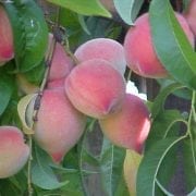 עץ אפרסק- עצי פרי | הדר נוי משתלות