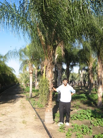 דקל קוקוס - עצי נוי | הדר נוי משתלות