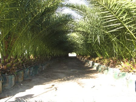 דקל קנרי - עצי נוי | הדר נוי משתלות