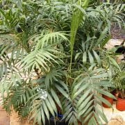 כמדוריאה עדינה - עצי נוי | הדר נוי משתלות