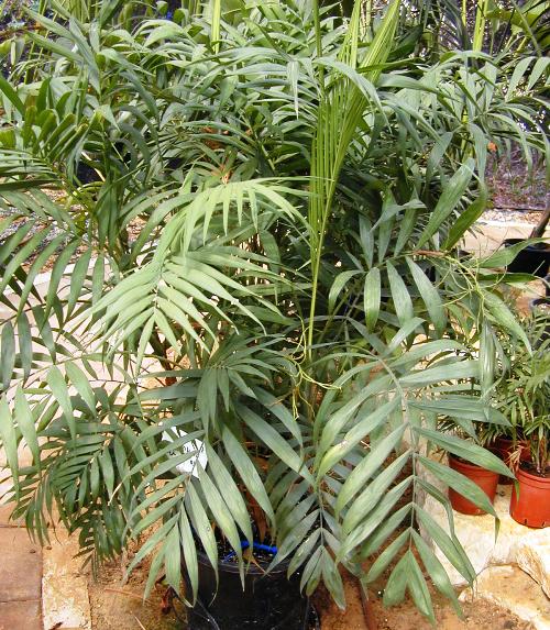 כמדוריאה עדינה - עצי נוי | הדר נוי משתלות