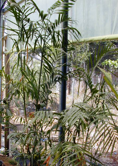 כמדוריאה סאיפריצי - עצי נוי | הדר נוי משתלות