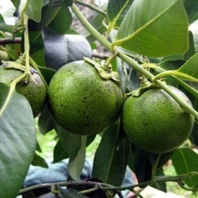 ספוטה שחורה- עצי פרי אקזוטיים | הדר נוי משתלות