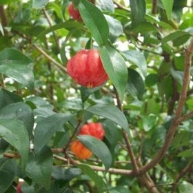 פיטנגו 'גיתית' על גזע - עצי פרי אקזוטיים | הדר נוי משתלות