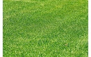 בת-יבלית דרומית ("דרבן גראס") - עצי נוי | הדר נוי משתלות