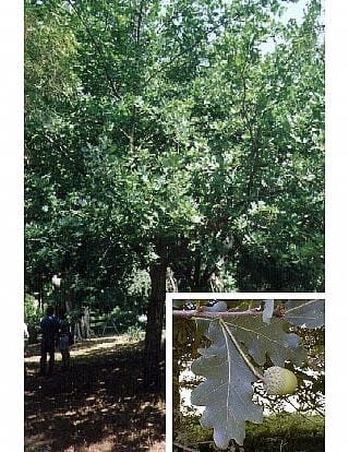 אלון אנגלי- עצי נוי | הדר נוי משתלות