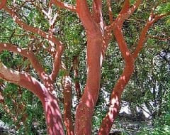 קטלב מצוי - עצי נוי | הדר נוי משתלות