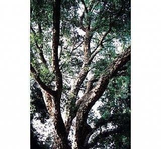 אלון השעם - עצי נוי | הדר נוי משתלות