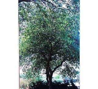 אלון תבור- עצי נוי | הדר נוי משתלות