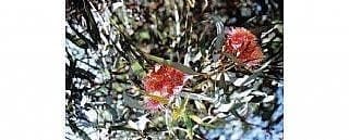 אקליפטוס הצוארון- עצי נוי | הדר נוי משתלות