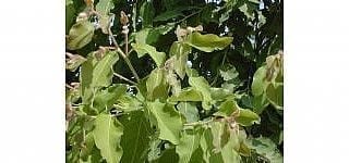 אקליפטוס לימוני- עצי נוי | הדר נוי משתלות