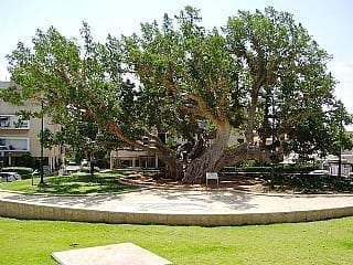 פיקוס השקמה - עצי נוי | הדר נוי משתלות