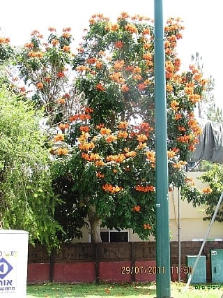 ספטודאה, עץ הטוליפ למכירה - עצי נוי| הדר נוי משתלות