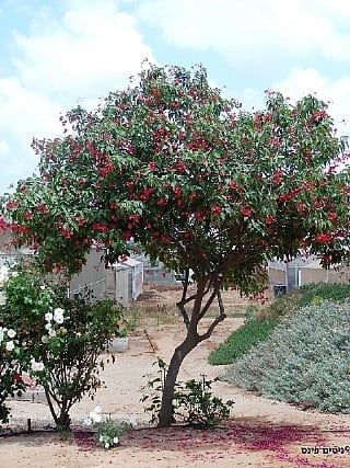 יתרופית תמימה למכירה - עצי נוי | הדר נוי משתלות