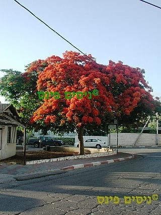 צאלון נאה למכירה - עצי נוי| הדר נוי משתלות