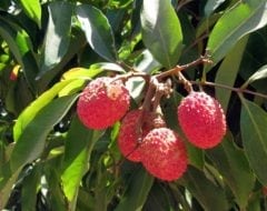 עץ ליצ'י - עצי פרי | הדר נוי משתלות