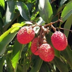 עץ ליצ'י - עצי פרי | הדר נוי משתלות