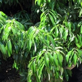 עץ ליצ'י - עצי פרי | הדר נוי משתלות