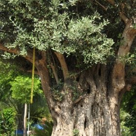 זית סורי עתיק מס' 1 - עצי נוי | הדר נוי משתלות