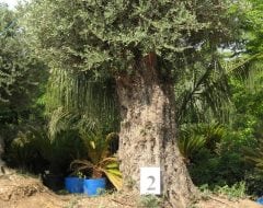 זית סורי עתיק מס' 2 - עצי נוי | הדר נוי משתלות
