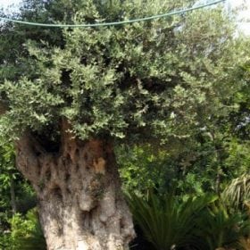 זית סורי עתיק מס' 3 - עצי נוי | הדר נוי משתלות