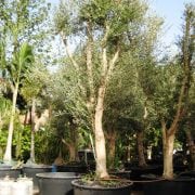 עץ זית סדרה 5- זית "מעלות" - עצי נוי | הדר נוי משתלות