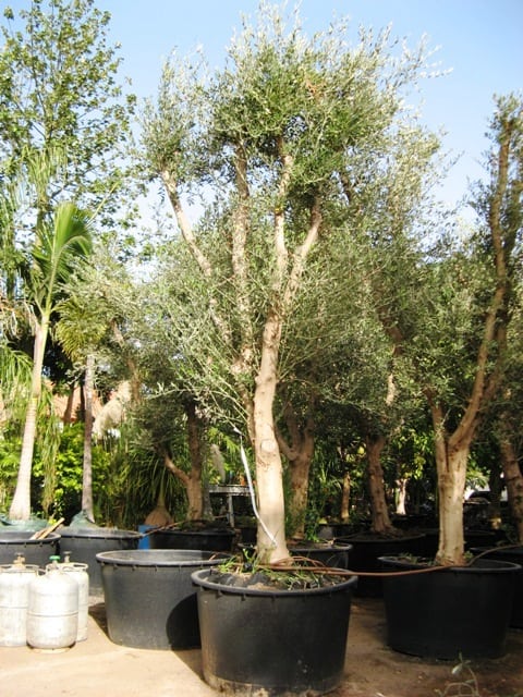 עץ זית סדרה 5- זית "מעלות" - עצי נוי | הדר נוי משתלות