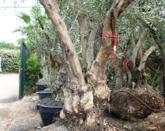 עץ זית סדרה 15- זיתי מנזלינו - עצי נוי | הדר נוי משתלות