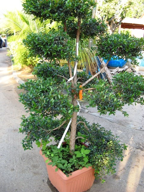 סיזיגיום בונסאי במיכל - עצי נוי | הדר נוי משתלות