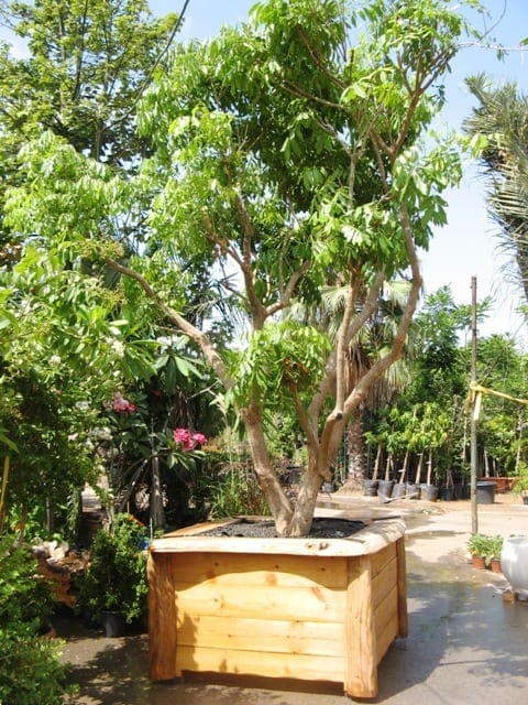 עצים בוגרים במיכלים -לתצוגות, אירועים ומכירה - עצי נוי | הדר נוי משתלות