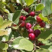 גויאבה-תותית אדומה- עצי פרי אקזוטיים | הדר נוי משתלות