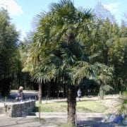 טרכיקרפוס פורטוני - עצי נוי | הדר נוי משתלות