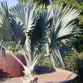 בסמרקיה אצילה - עצי נוי | הדר נוי משתלות