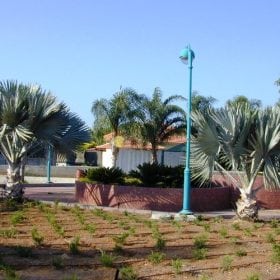 בסמרקיה אצילה - עצי נוי | הדר נוי משתלות