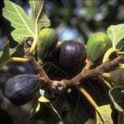 עץ תאנה- עצי פרי | הדר נוי משתלות