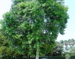 כנסו לקרוא ולגלות על אקליפטוס טורלי למכירה הדר נוי מומחים לאקלום עצי נוי לחצו לפרטים...