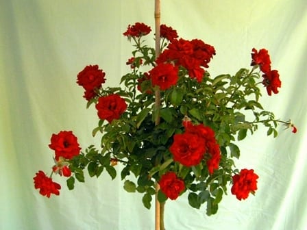 ורד 'הנזל מנשיין' מעוצב בכד - עצי נוי | הדר נוי משתלות