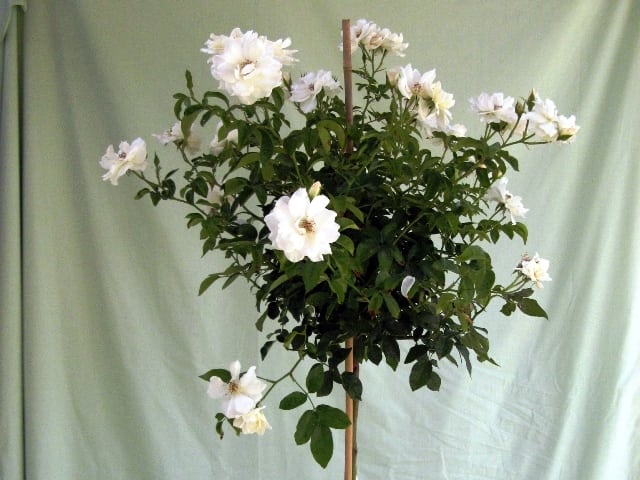 ורד 'אייסברג' מעוצב בכד - עצי נוי | הדר נוי משתלות