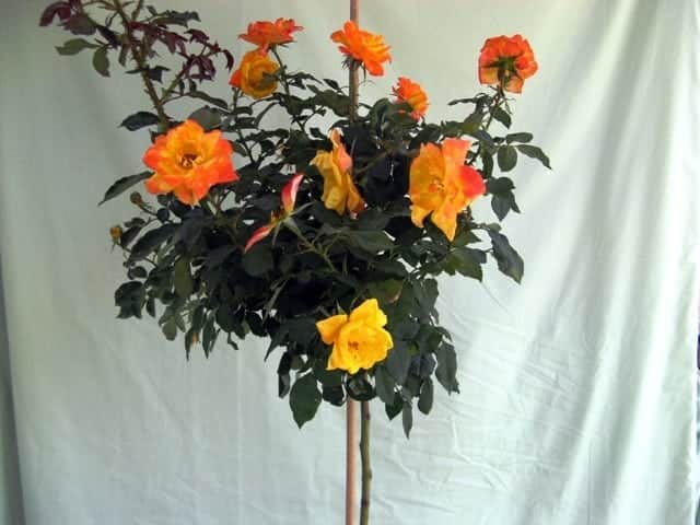 ורד 'ג'ודי גארלנד' מעוצב - עצי נוי | הדר נוי משתלות