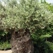 זית סורי עתיק מס' 4 - עצי נוי | הדר נוי משתלות