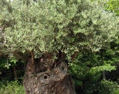 זית סורי עתיק מס' 4 - עצי נוי | הדר נוי משתלות