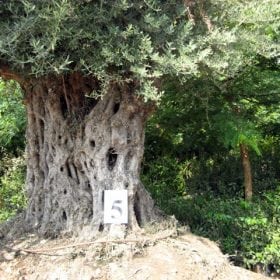 זית סורי עתיק מס' 5 - עצי נוי | הדר נוי משתלות