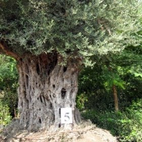 זית סורי עתיק מס' 5 - עצי נוי | הדר נוי משתלות