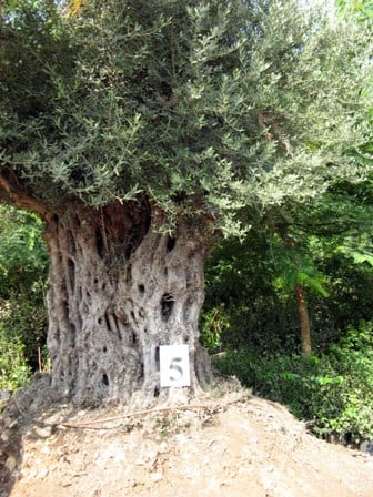 זית סורי עתיק מס' 5 - עצי נוי | הדר נוי משתלות
