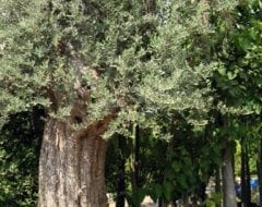 זית סורי עתיק מס' 6 - עצי נוי | הדר נוי משתלות