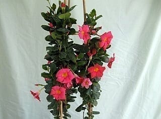 דיפלדניה אדומה בכד