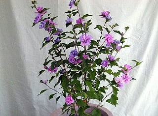 היביסקוס סורי בכד